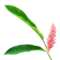 Pink Ginger Flower with Green Leaves Isolated on White Background