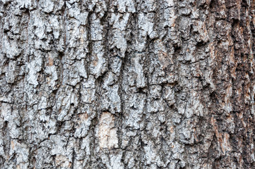 Detail of the bark of a horse chestnut tree eroded by time, with textures and scratches on the background.
