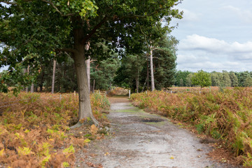 Fototapeta premium A forest path leading deep in to a natural woodland in the Suffolk countryside
