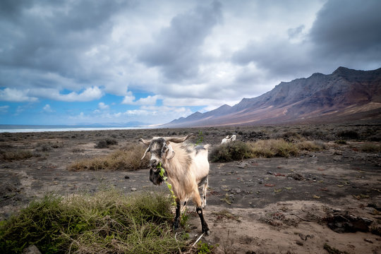 Cabras salvajes pastando en Cofete. Parque Natural de Jandia. Fuerteventura