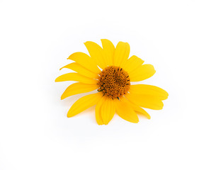 Yellow flower with large petals rudbeckia on a white background, isolate