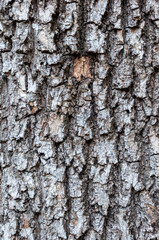 Detail of the bark of a horse chestnut tree eroded by time, with textures and scratches on the background.