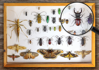 Collecting insects with pins. Amateur or school homemade insect collection. Collection of insects entomologist and view through a magnifying glass - obrazy, fototapety, plakaty