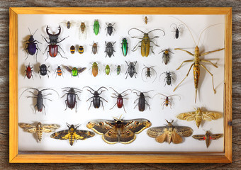 Collecting insects with pins. Amateur or school homemade insect collection. Collection of insects...