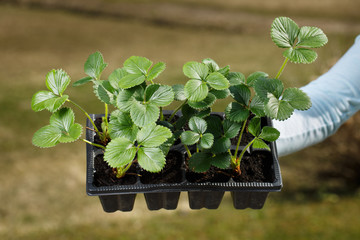 Young organic strawberry plants prepared to be planted on the garden.