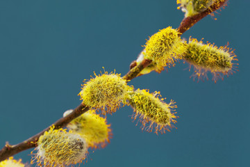 willow branch with fluffy buds with yellow pollen on a classic blue background, concept of the beginning of spring and Easter holiday card, close up - obrazy, fototapety, plakaty