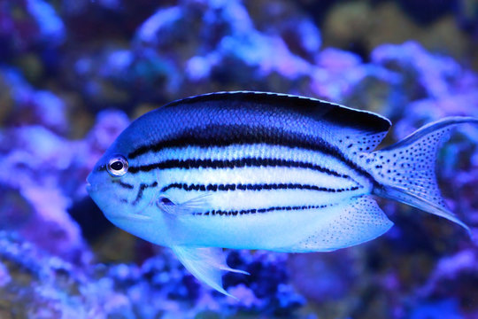 Angelfish - Genicanthus lamarck in sea water.