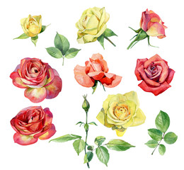 Set of watercolor yellow and red roses