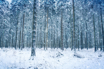 Snowfall in winter forest. Nature background with snow.