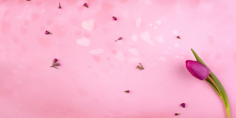 Romantic pink hearts with purple tulip