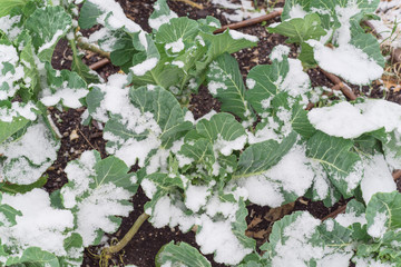 Healthy broccoli plant covered by snow in raised bed garden near Dallas, Texas