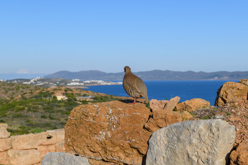Wild Red-legged Partridge (Alectoris rufa) in natural habitat at Cape Sounion in Attica, Greece