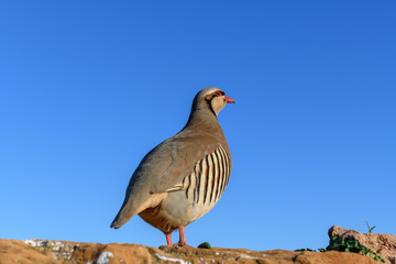 Wild Red-legged Partridge (Alectoris rufa) in natural habitat at Cape Sounion in Attica, Greece