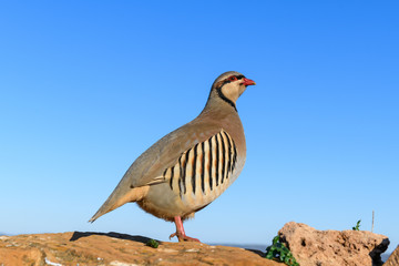 Wild Red-legged Partridge (Alectoris rufa) in natural habitat at Cape Sounion in Attica, Greece