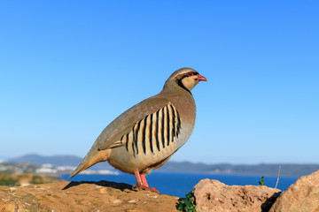 Wild Red-legged Partridge (Alectoris rufa) in natural habitat at Cape Sounion in Attica, Greece
