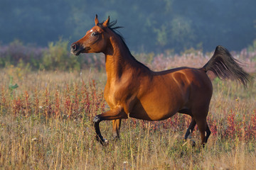 Beautiful chestnut arabian horse runs free across the field in the misty summer morning
