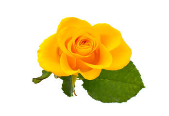 yellow rose isolated
