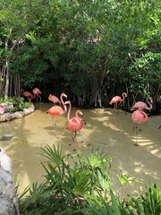 flock of flamingos