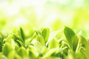 Closeup of green leaf background