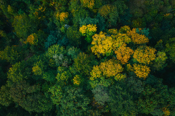 Naklejka premium Aerial view of green tree tops.