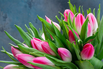 Pink fresh tulips