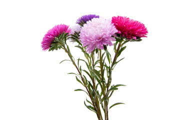 asters bouquet isolated