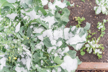 Raised bed with snow covered organic broccoli leaves near Dallas, Texas