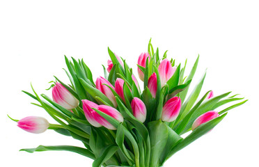 Pink fresh tulips