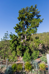 Pino gordo old pine near Villaflor, Tenerife, Canarias