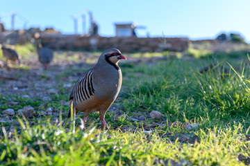 Wild Red-legged Partridge (Alectoris rufa) in natural habitat at Cape Sounion in Attica, Greece