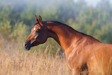 Head of a beautiful chestnut arabian horse against summer background. Portrait closeup.