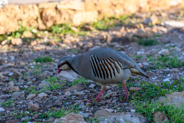 Wild Red-legged Partridge (Alectoris rufa) in natural habitat at Cape Sounion in Attica, Greece