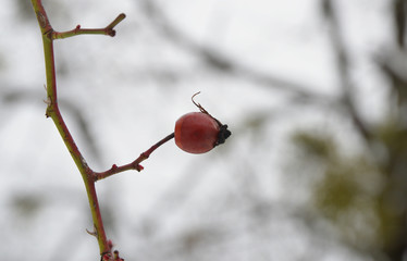 red berries in the snow