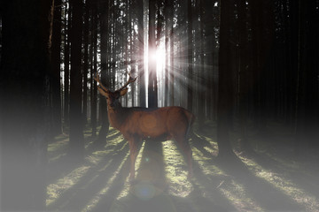 Hirsch steht im Wald