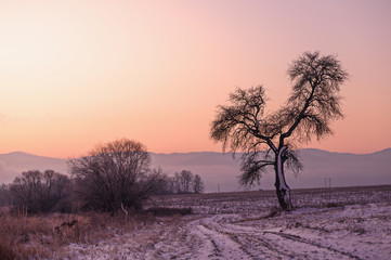 Fototapeta na wymiar Alone tree in winter morning. Soft sunrise light in background