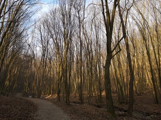 Walking path in the winter forest, the Sun painting the top of the trees orange
