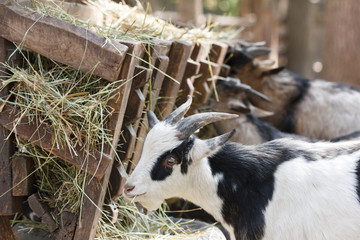 Black and white goat eats hay.