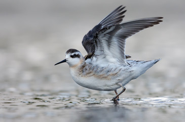 Juvenile Red-necked phalarope flies off from light water in summer with lifted and spreaded wings 