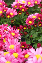 Fototapeta na wymiar Bouquet of flowers. Pink chrysanthemum flowers field.