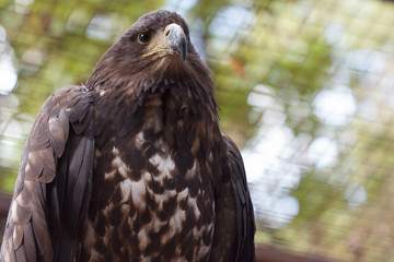 Bird of prey in a cage at the zoo. View from below.