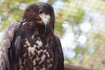 Bird of prey in a cage at the zoo. Close-up.