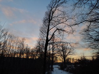 Beautiful colorful sunset over the snow covered forest with bare trees