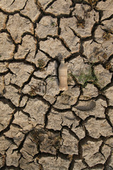 Warning of global warming : Impossible farming