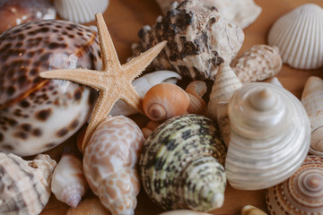 Close up view of seashells and starfish as background and texture for design. 