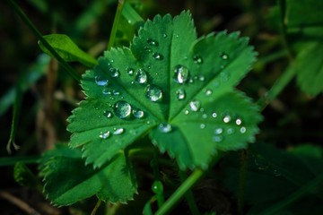 green leaf with water drops