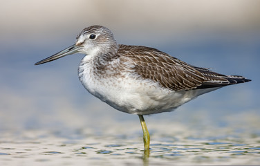 Common greenshank stands in colorful blue evening  water in summer time