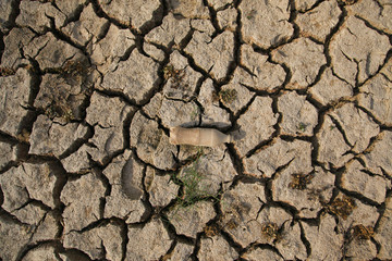 Warning of global warming : Impossible farming