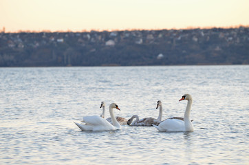 Swans swimming in the river, photo