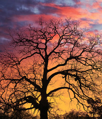 Bare winter tree sillouetted against rising sun and blue sky