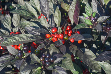 Black Pearl ornamental pepper (Capsicum annuum ‘Black Pearl’)